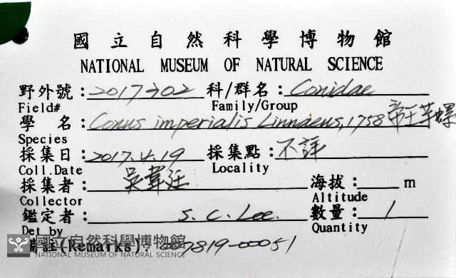 帝王芋螺藏品圖，第12張