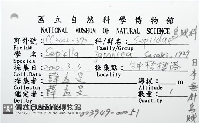 日本無針烏賊藏品圖，第12張
