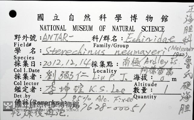 魯氏硬海膽藏品圖，第12張
