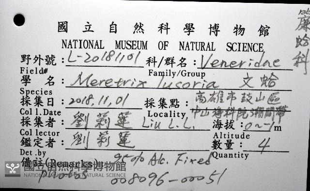 文蛤藏品圖，第12張