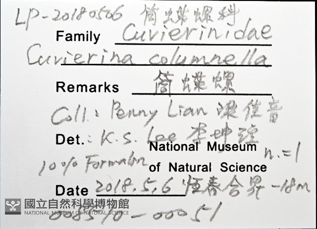 筒蝶螺藏品圖，第12張