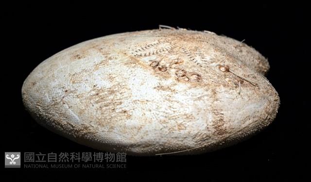 小花瓣裸心海膽藏品圖，第12張