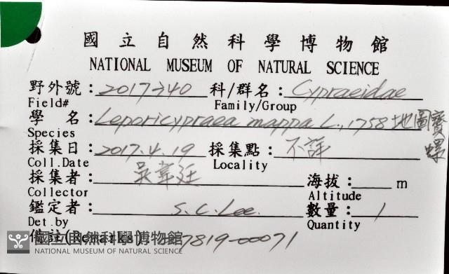 地圖寶螺藏品圖，第12張