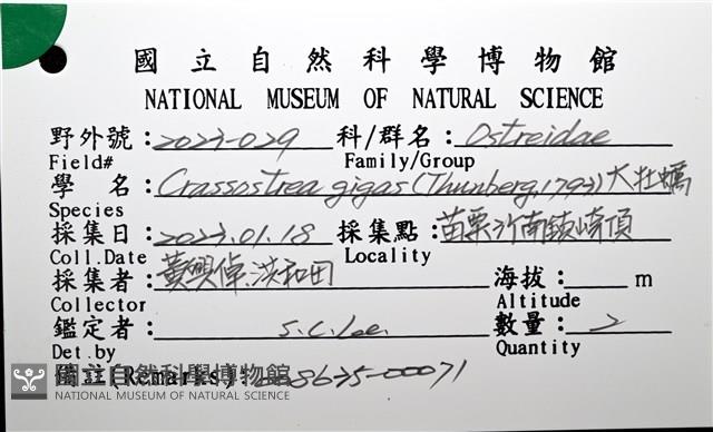 大牡蠣(葡萄牙牡蠣)藏品圖，第12張