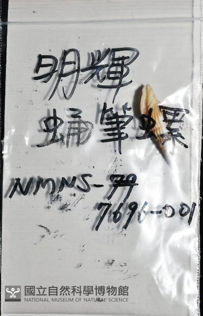 明輝蛹筆螺藏品圖，第12張