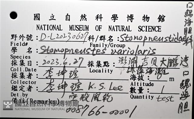口鰓海膽藏品圖，第12張