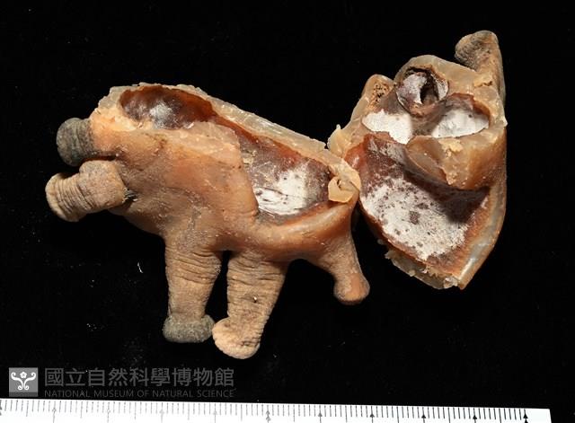 寄居蟹鞘群海葵藏品圖，第12張