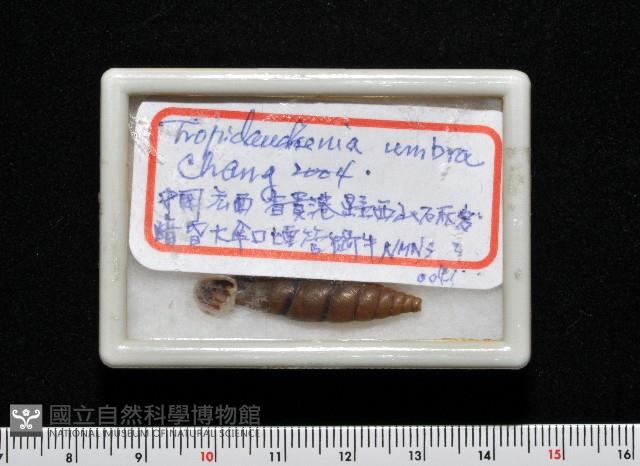 暗昏大傘口煙管蝸牛藏品圖，第12張