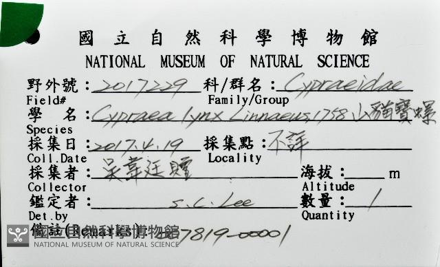 山貓寶螺藏品圖，第12張