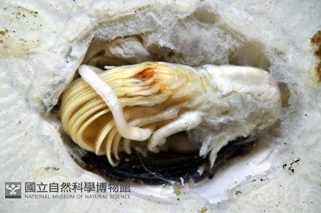 龜藤壺藏品圖，第12張