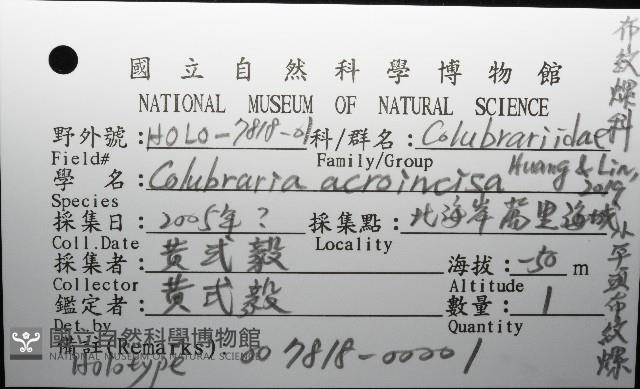 小平頭布紋螺藏品圖，第12張