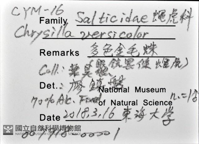 多色金毛蛛藏品圖，第12張
