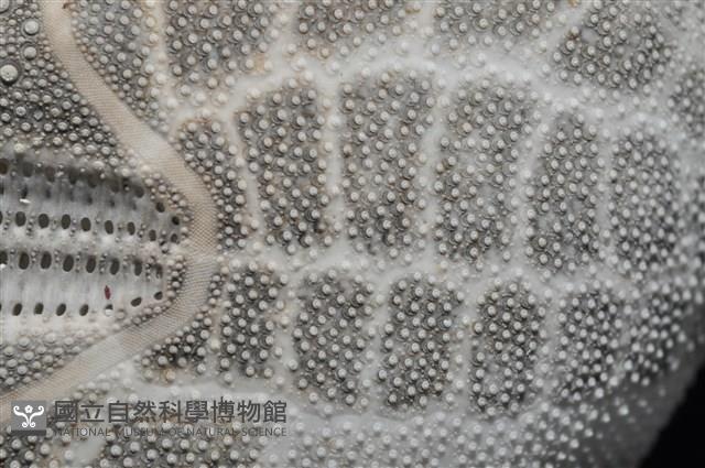 心形海壺藏品圖，第12張