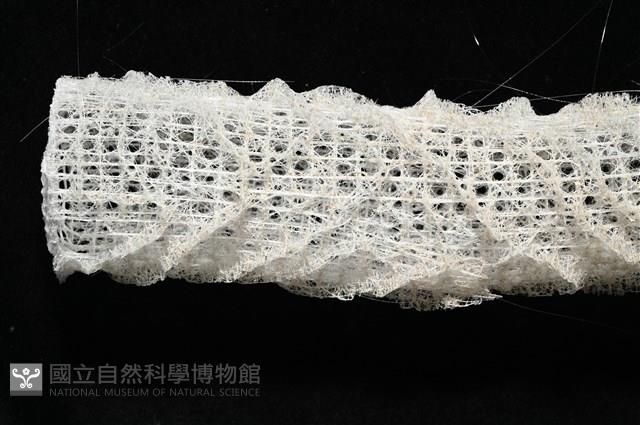 未知種偕老同穴海綿藏品圖，第12張