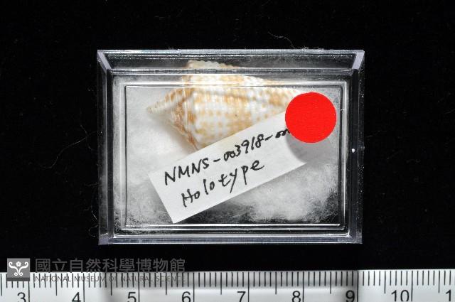 土生芋螺(新種)藏品圖，第12張