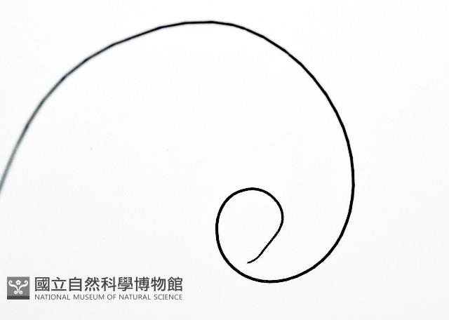 背斑偽盾刺盲蛛藏品圖，第12張