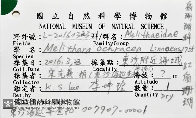 紅扇珊瑚藏品圖，第12張