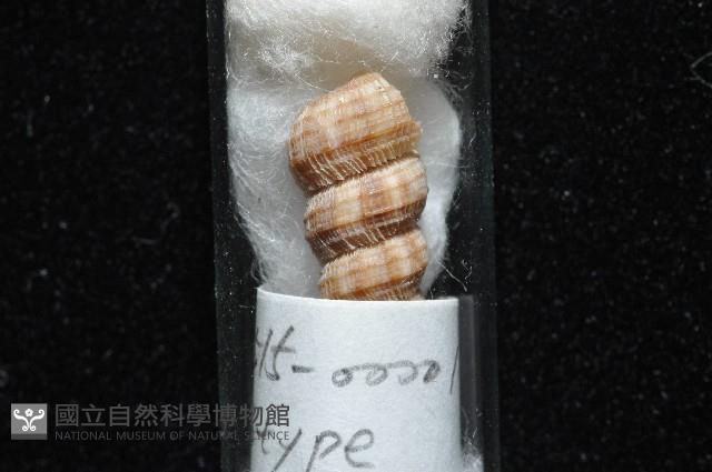 火燄海螄螺藏品圖，第12張