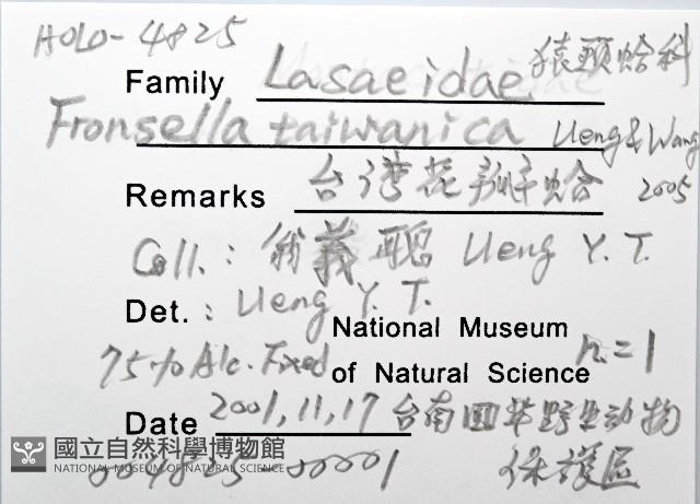 臺灣花瓣蛤藏品圖，第12張