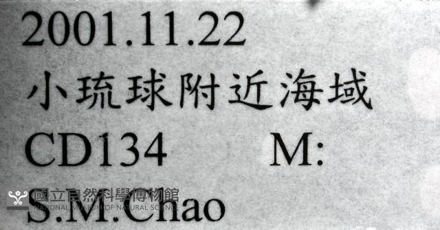 新種臺灣紅珊瑚藏品圖，第12張