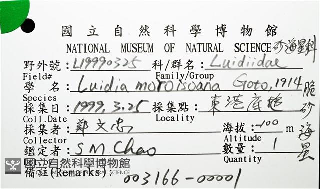 松砂海星藏品圖，第12張