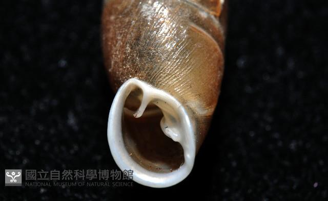 利稻煙管蝸牛藏品圖，第12張