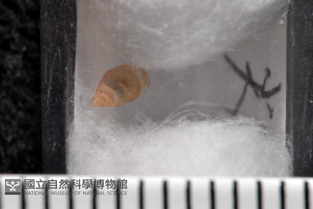 水田芝麻蝸藏品圖，第12張