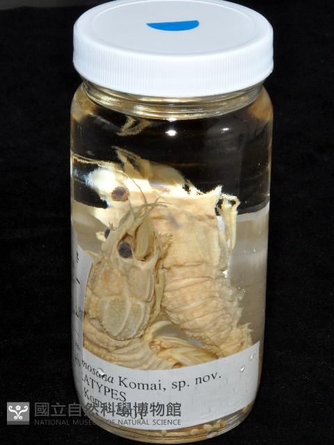 臺灣鐮蝦藏品圖，第12張