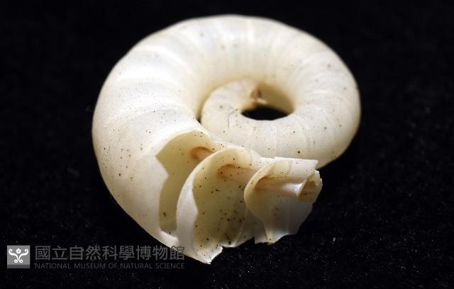 卷殼烏賊(旋殼烏賊)藏品圖，第12張