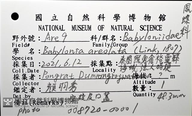 象牙鳳螺藏品圖，第12張