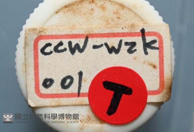 和美闊沙蠶藏品圖，第12張