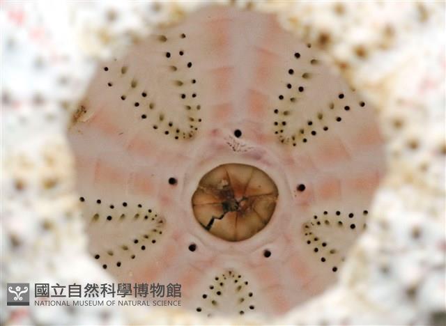 浪腔海膽(波紋腔海膽)藏品圖，第12張