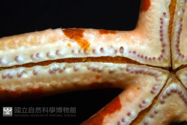 厚革滑皮海星藏品圖，第12張