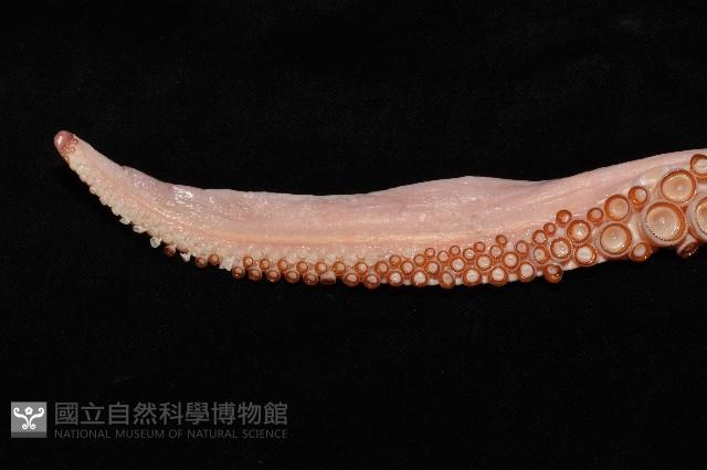 大王魷魚藏品圖，第12張