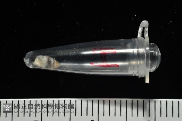 似高山芝麻蝸牛藏品圖，第12張