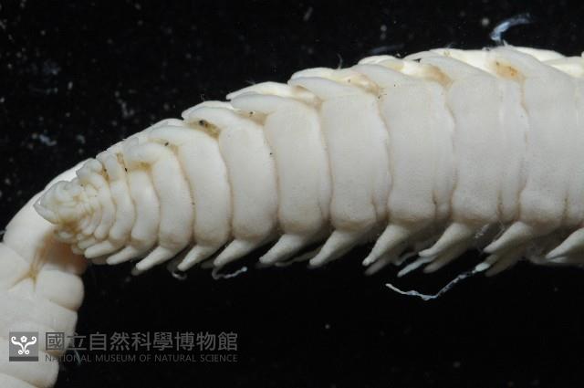 日本臭海蛹藏品圖，第12張