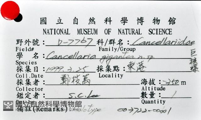 巨核螺藏品圖，第12張
