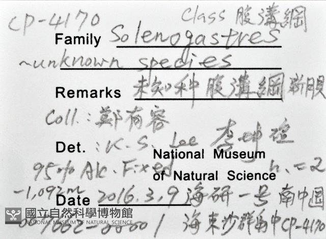 未知種腹溝綱新月貝藏品圖，第12張
