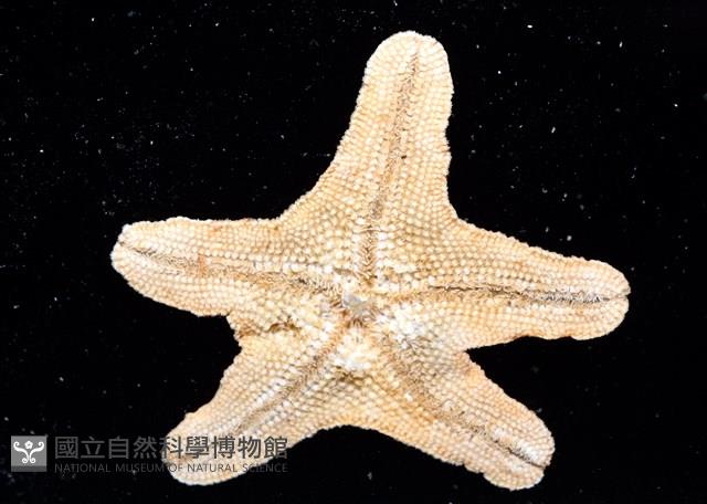 林氏海燕藏品圖，第12張