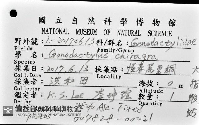 大指蝦蛄藏品圖，第12張