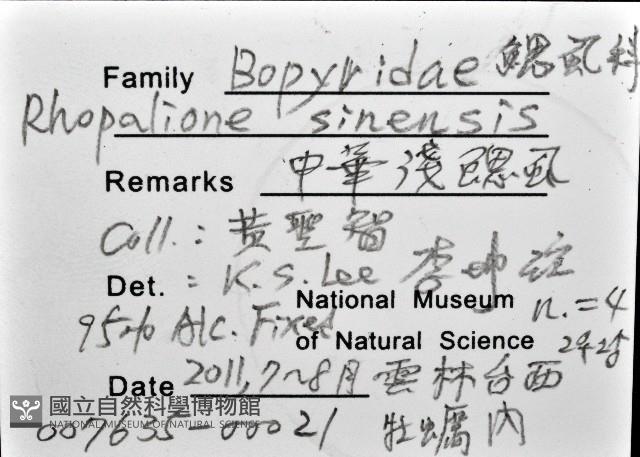 中華淺鰓虱藏品圖，第12張