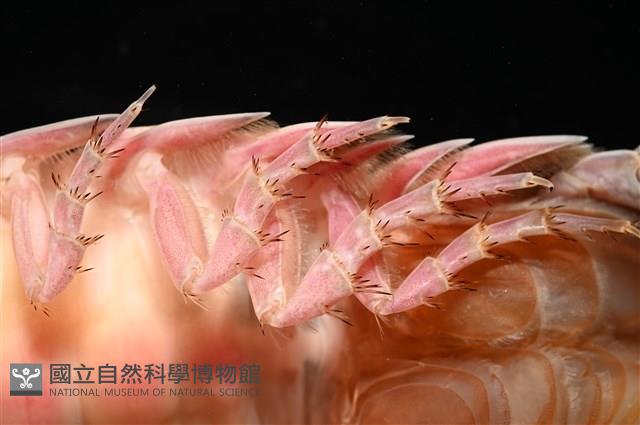 道氏深水虱藏品圖，第12張