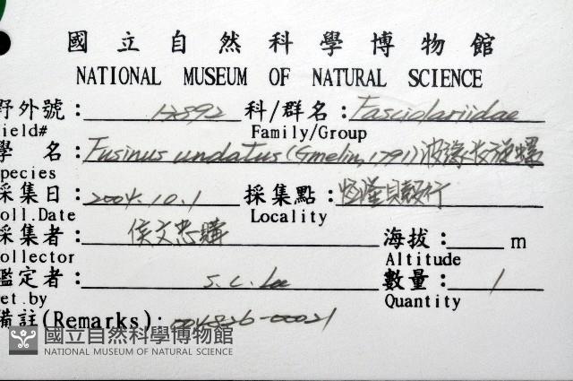 波緣長旋螺藏品圖，第12張