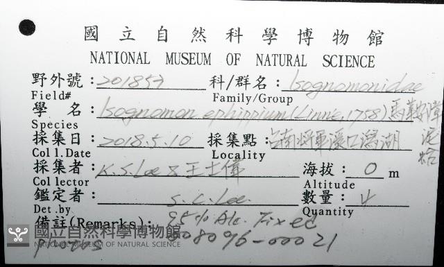 馬鞍(扁平)障泥蛤藏品圖，第12張