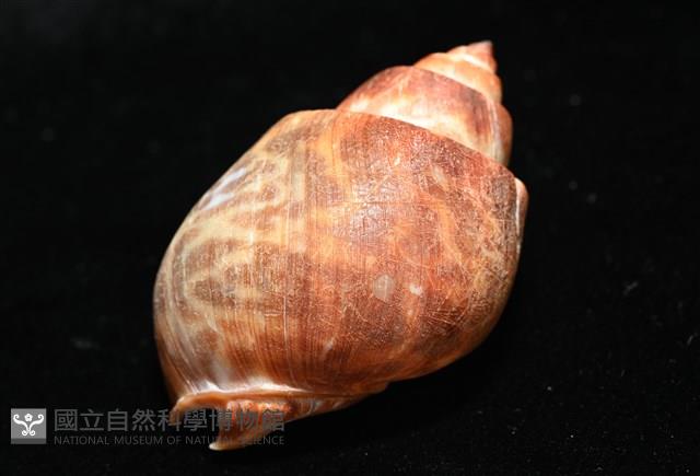 深溝鳳螺藏品圖，第12張