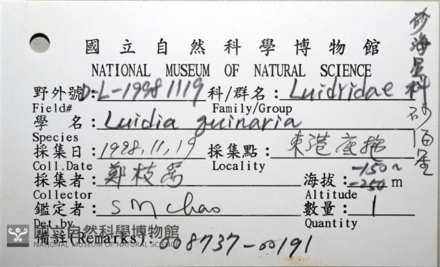 砂海星藏品圖，第12張