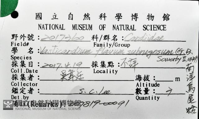 南洋鳥尾蛤藏品圖，第12張