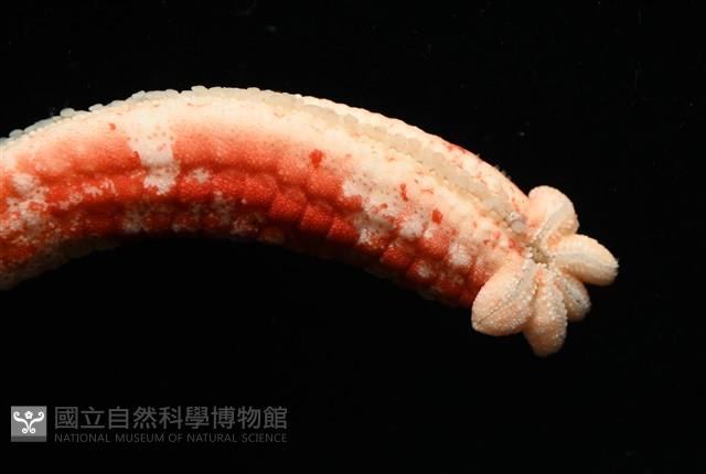 少篩蛇海星藏品圖，第12張
