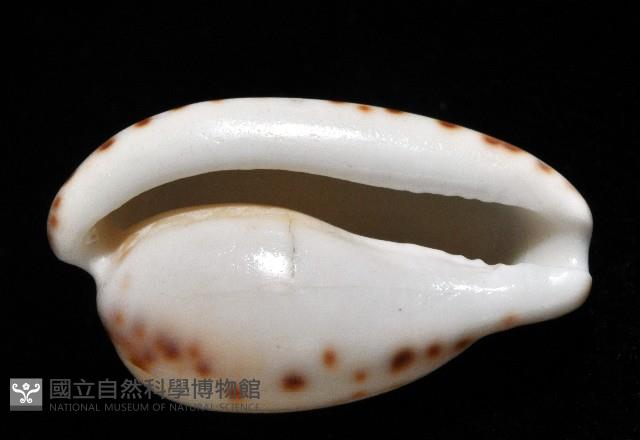 小無齒寶螺藏品圖，第12張