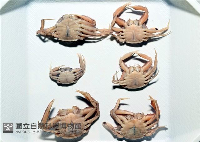 銀光梭子蟹藏品圖，第12張